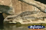 Fitzroy Crossing Geike Gorge Crocodile Sunbaking . . . CLICK TO ENLARGE