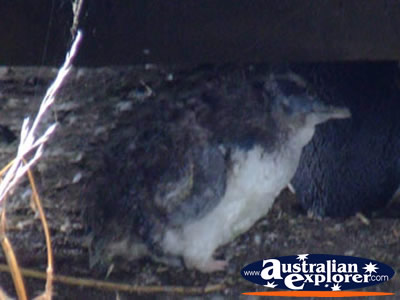 Phillip Island Penguin . . . CLICK TO VIEW ALL FAIRY PENGUINS POSTCARDS