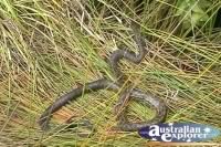 Ameythist Python