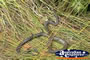 Amethyst Python . . . CLICK TO ENLARGE