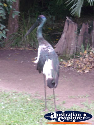 Jabiru at Australia Zoo . . . CLICK TO VIEW ALL JABIRUS POSTCARDS