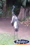 Jabiru at Australia Zoo . . . CLICK TO ENLARGE