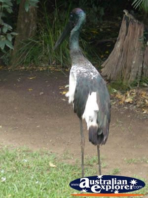 Australia Zoo Jabiru . . . CLICK TO VIEW ALL JABIRUS POSTCARDS