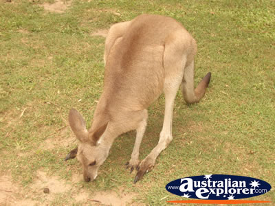 Australia Zoo Kangaroo Grazing . . . VIEW ALL KANGAROOS PHOTOGRAPHS