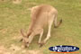 Australia Zoo Kangaroo Grazing . . . CLICK TO ENLARGE