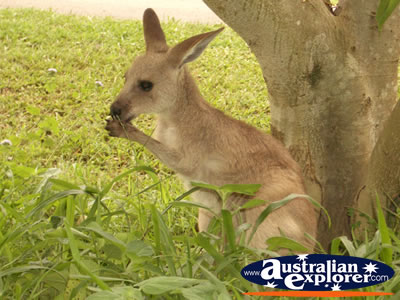 Australia Zoo Kangaroo Eating . . . CLICK TO VIEW ALL KANGAROOS POSTCARDS