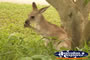 Australia Zoo Kangaroo Eating . . . CLICK TO ENLARGE