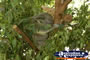 Australia Zoo Koala Sleeping . . . CLICK TO ENLARGE