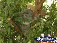 Australia Zoo Koala Sleeping . . . CLICK TO ENLARGE
