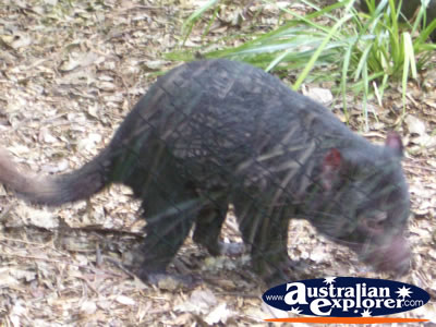 Australia Zoo Tasmanian Devil Eating . . . CLICK TO VIEW ALL TASMANIAN DEVILS POSTCARDS