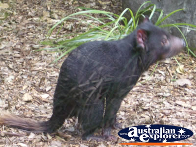 Australia Zoo Tasmanian Devil Sitting . . . CLICK TO VIEW ALL TASMANIAN DEVILS POSTCARDS