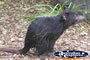 Australia Zoo Tasmanian Devil Sitting . . . CLICK TO ENLARGE