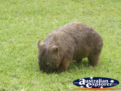 Australia Zoo Wombat Eating . . . VIEW ALL WOMBATS PHOTOGRAPHS