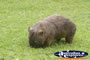 Australia Zoo Wombat Eating . . . CLICK TO ENLARGE