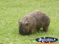 Australia Zoo Wombat Eating . . . CLICK TO ENLARGE