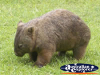 Australia Zoo Wombat . . . CLICK TO ENLARGE