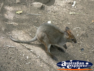 Baby Wallaby in the dirt . . . CLICK TO VIEW ALL WALLAROOS POSTCARDS
