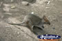 Baby Wallaby in the dirt . . . CLICK TO ENLARGE