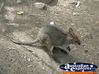 Baby Wallaby in the dirt . . . CLICK TO ENLARGE