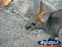 Baby Wallaby Closeup . . . CLICK TO ENLARGE