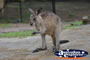 Wild Wallaby . . . CLICK TO ENLARGE