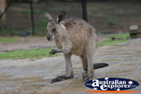 Wild Wallaby . . . CLICK TO ENLARGE