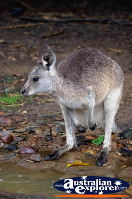 Baby Wallaby . . . CLICK TO VIEW ALL WALLAROOS POSTCARDS