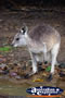 Baby Wallaby . . . CLICK TO ENLARGE