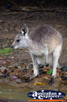 Baby Wallaby . . . CLICK TO ENLARGE