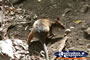 Baby Wallaby . . . CLICK TO ENLARGE