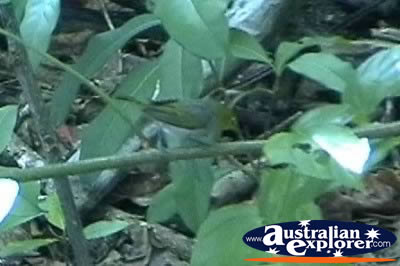 Bird Camouflaged in Plants . . . VIEW ALL WEDGE TAILED EAGLES PHOTOGRAPHS