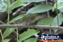 Small Bird Perched in Tree . . . CLICK TO ENLARGE