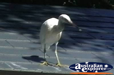 Bird Perched on Roof . . . VIEW ALL JABIRUS PHOTOGRAPHS