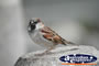 Small Sparrow . . . CLICK TO ENLARGE