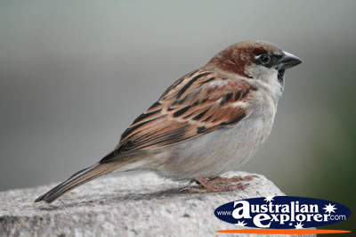 Healthy Sparrow . . . VIEW ALL WEDGE TAILED EAGLES PHOTOGRAPHS