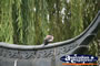 Relaxed Bird . . . CLICK TO ENLARGE