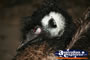 Large Emu . . . CLICK TO ENLARGE