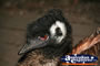 Emu Head . . . CLICK TO ENLARGE