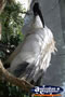 Ibis with Ruffled Feathers . . . CLICK TO ENLARGE