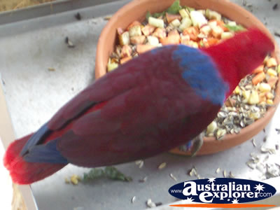 Colourful Bird Having a Snack . . . CLICK TO VIEW ALL BIRDS FEEDING POSTCARDS