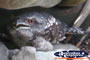 Bird Hiding Amongst the Rocks . . . CLICK TO ENLARGE