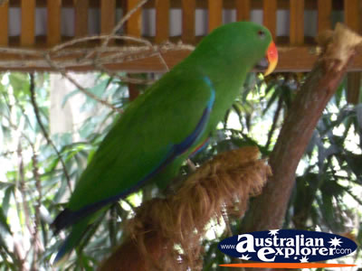 Green Bird on a Branch . . . CLICK TO VIEW ALL BIRDS FEEDING POSTCARDS