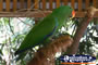 Green Bird on a Branch . . . CLICK TO ENLARGE
