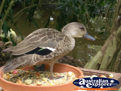 Duck sitting on its Lunch . . . CLICK TO VIEW ALL BIRDS FEEDING POSTCARDS