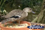 Duck sitting on its Lunch . . . CLICK TO ENLARGE