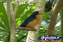 Plump Blue and Yellow Bird . . . CLICK TO ENLARGE
