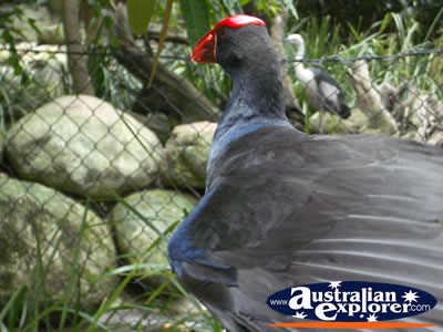 Red Beaked Bird . . . VIEW ALL BIRDS FEEDING PHOTOGRAPHS