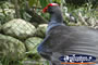 Red Beaked Bird . . . CLICK TO ENLARGE