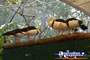 Birds on a Log . . . CLICK TO ENLARGE