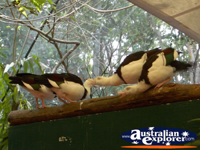 Birds Ready for Breakfast . . . VIEW ALL BIRDS FEEDING PHOTOGRAPHS